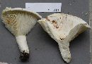 Lactarius subvellereus image